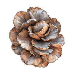 Close-up of artistic mushroom coral with organic texture on transparent background
