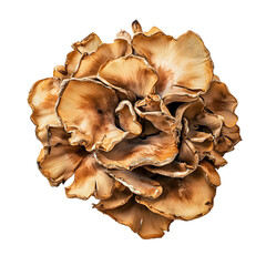 Top view of maitake mushroom with textured brown and beige layers on transparent background