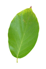 Single Avocado Leaf