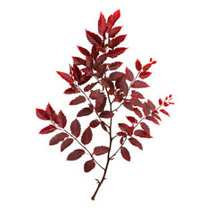 Fototapeta premium Vibrant red leafy branch against transparent background