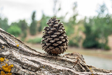Pigne in Landes forest