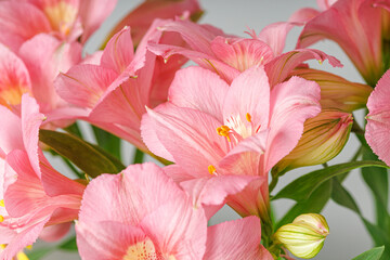 pink alstroemeria flower, Lily of the Incas, in vase on isolated white background