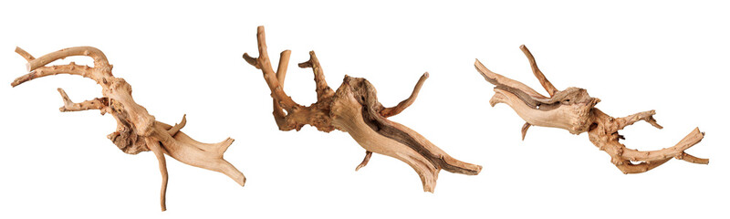 set old dry driftwood tree branch on an isolated white background close-up