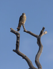 A kestrel falcon perches on the top branch of a dead weathered juniper tree as it looks out over the surrounding fields in Southern Utah, USA, with early morning light coming from the right. 