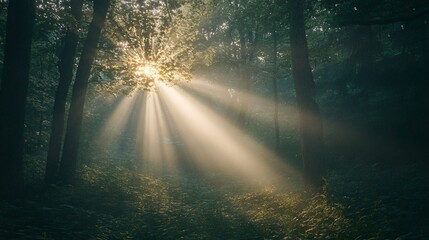 Sunbeams Streaming Through a Foggy Forest