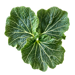 Vibrant green pumpkin leaves with detailed veins on transparent background