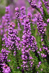 Obraz premium Inflorescences of the bell heather (Erica cinerea) with its pink