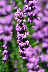 Inflorescences of the bell heather (Erica cinerea) with its pink
