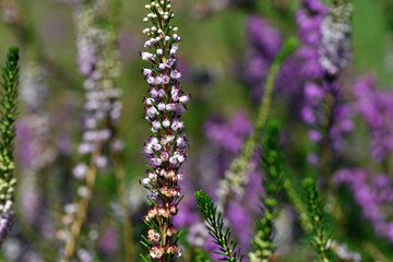 Inflorescences of the Cornish heath (Erica vagans) showing its f