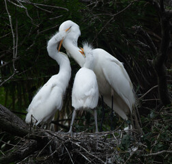 White Heron and chicks
