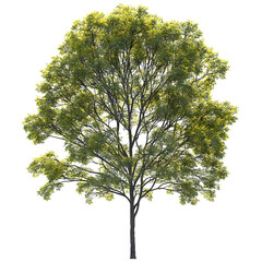 Green Tree with Lush Foliage Isolated on a Transparent Background PNG