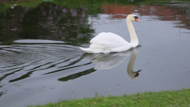 Ein Schwan beim schwimmen