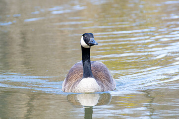 Canadian geese, Branta canadensis on the lake. Wild geese swim in the Park,Close-up of a Canada...