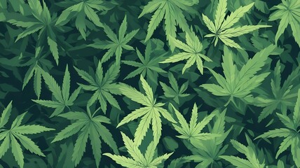 marijuana cannabis leaves 