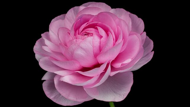 Close up of beautiful pink buttercup, ranunculus flower opening. Blooming buttercup flower background. Top view