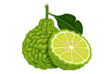 Bergamot isolated on white background.Vector eps 10 perfect for wallpaper or design elements