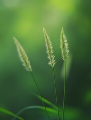 Fototapeta premium Close-up of delicate grass stalks against a soft, blurred green background in a peaceful natural setting.