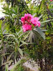 pink oleander Nerium odrum Clusters of Flowers.
