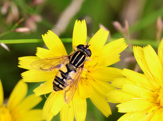 Hoverfly