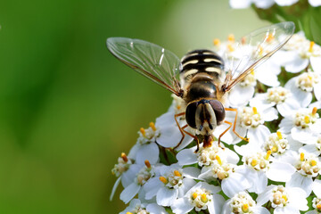 Hoverfly