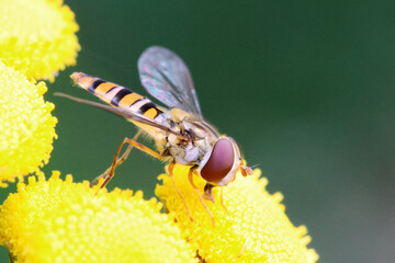 Hoverfly