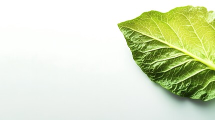Obraz premium A Single Green Leaf with Veins on a White Background