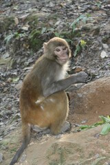portrait of a macaque