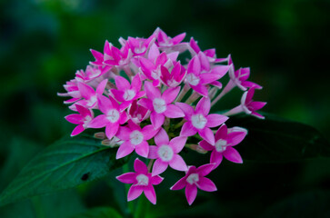 Pentas lanceolata