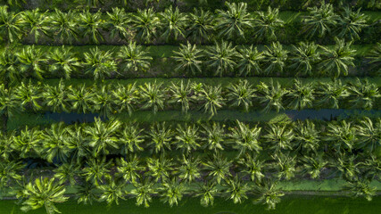 Obraz premium Aerial view coconut tree plantation, Coconut tree field farm plantation, Coconut palm tree jungle.