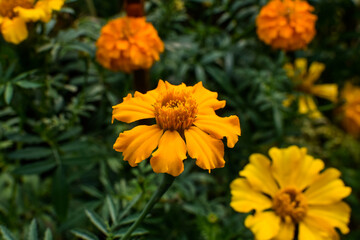 The yellow marigold flower is blooming in the garden.