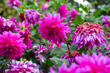 Obraz premium Experience the enchanting beauty of cosmos flowers set against a vibrant green background.