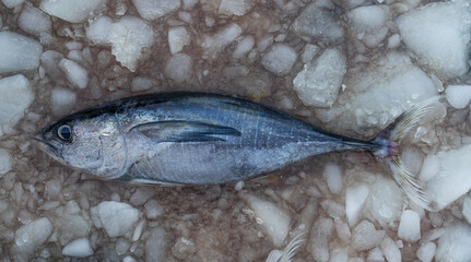 Fresh baby tuna. The principals of fresh fish handles are cleanliness, carefully, and quick.