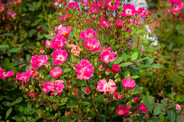 pink and white tulips