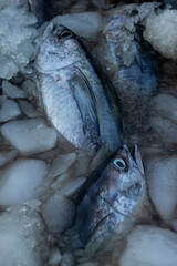 Fresh skipjack. Using ice can maintain fish quality and delay the decrease in fish quality.
