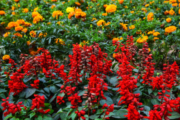 red and yellow flowers in the garden