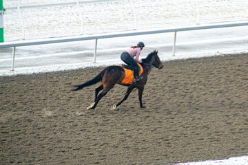 Young rider girl on bay horse galloping towards a hurdle on show jumping competition. Race horse...