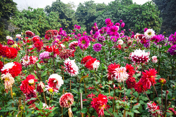 Fototapeta premium Red and white tulips in the garden.