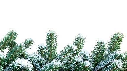 Obraz premium A close-up view of snow-dusted evergreen branches against a white background.