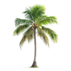 Vector illustration of coconut tree with leaf closeup view