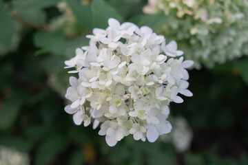 A white flower among green leaves