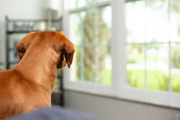 Small 3/4 Dachshund and 1/4 Jack Russell Terrier dog on a chair looking outside through a window from inside a residential home. Cute little domestic animal pet with golden brown fur.