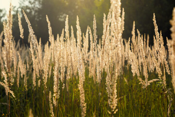 Fototapeta premium field of grass during sunset