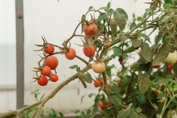 Tomatoes are hanging on a branch in the greenhouse.