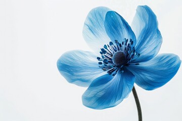 Blue_flower_on_white_background MONA
