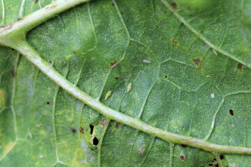 Leafhoppers under sunflower leaf, nymphs, moults and adults. Insects, pests that suck the sap of crop plants.