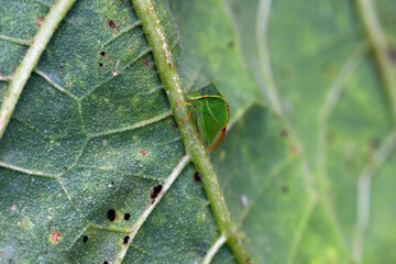 Treehopper, buffalo treehopper, Stictocephala bisonia, Membracidae. An adult insect sucking the sap from a sunflower leaf.