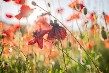 Red poppies in a field with blurred background.