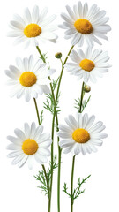 Fototapeta premium A vibrant cluster of white daisies with yellow centers on green stems, isolated on a white background. Perfect for floral and botanical themes.