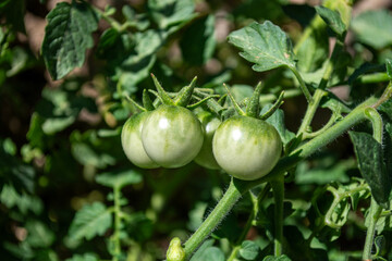 Tomates verdes madurando