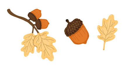 Set with acorn nut with branch and nuts on white background. Illustration autumn design